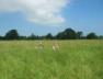 Crazy and I in grass small.JPG