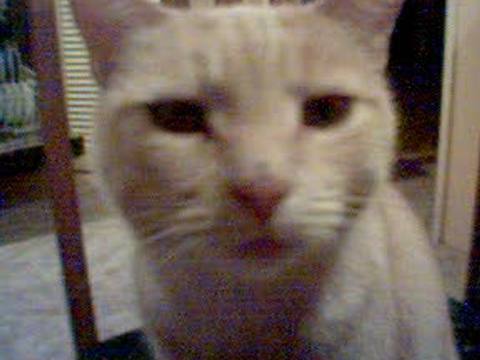 Kitty Cats